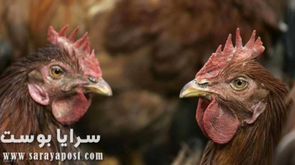 عاجل.. أخطر سلالات فيروس إنفلونزا الطيور تضرب أميركا