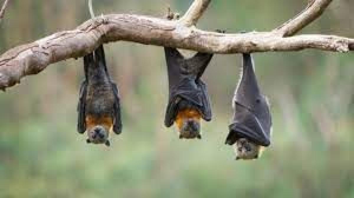 دراسة فرنسية تحسم الجدل.. الخفافيش بريئة من نقل كورونا
أبرز المواد