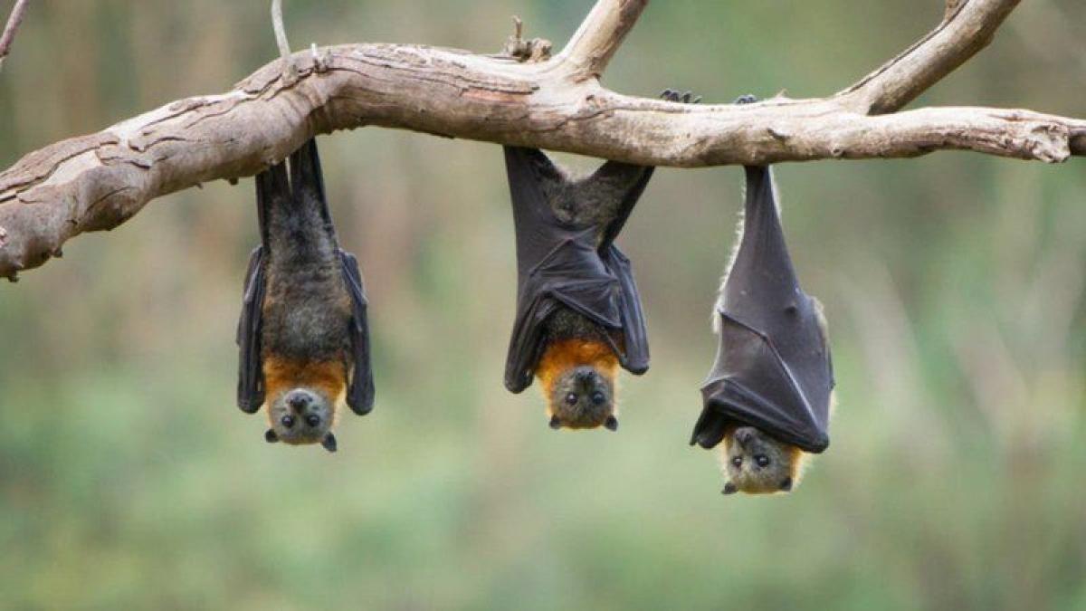 الخفافيش و"كورونا".. دراسة تتحدث عن "حقيقة مختلفة"