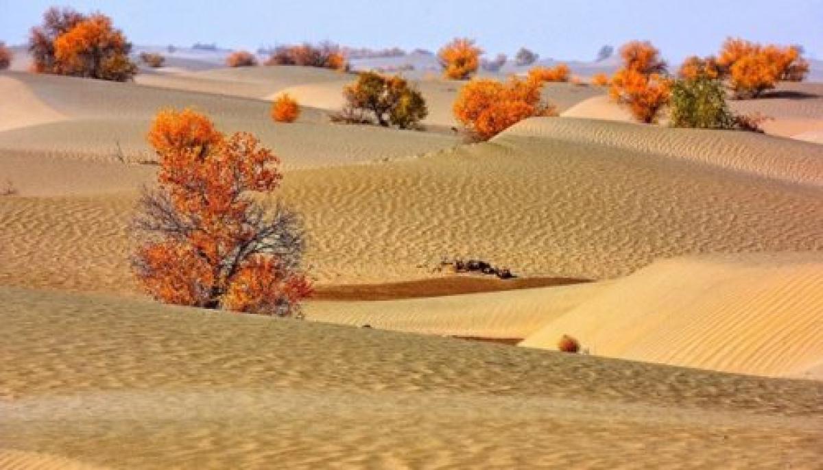 حقائق عن الصحراء